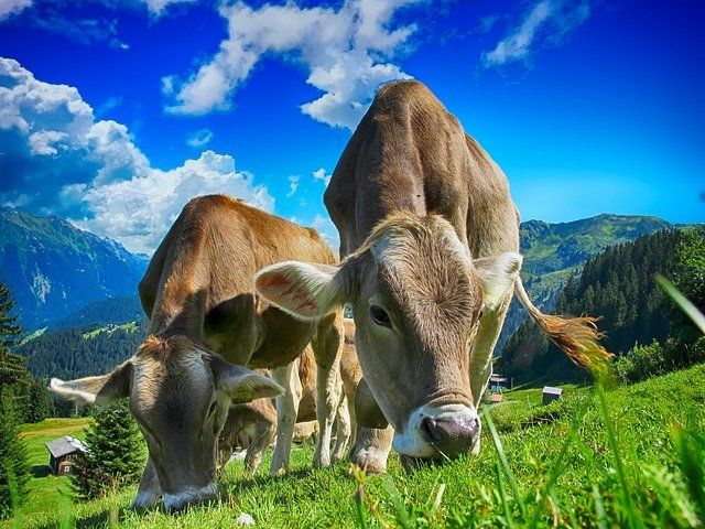 ¿Se pueden domesticar vacas en Minecraft? - 53 - noviembre 22, 2021