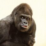 ¿Puede un gorila de espalda plateada arrancarte el brazo?