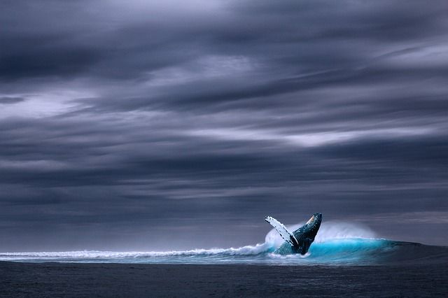 ¿Es la orca un depredador del alce?