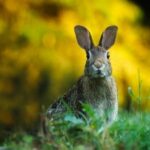 ¿Qué simboliza la madriguera del conejo en Alicia en el País de las Maravillas?