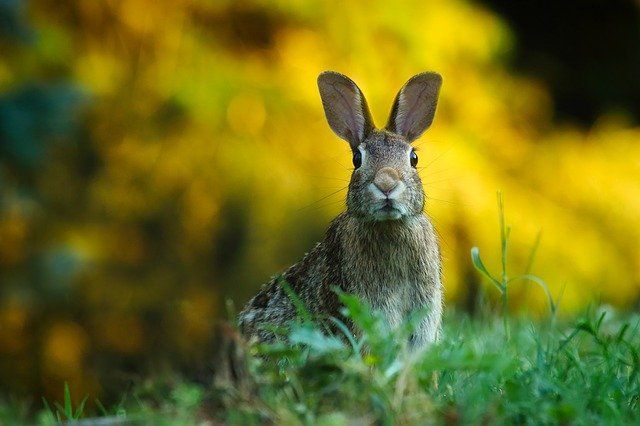 ¿Qué simboliza la madriguera del conejo en Alicia en el País de las Maravillas? - 3 - diciembre 23, 2021
