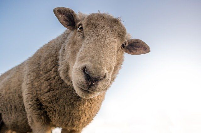 ¿Es posible criar una oveja marrón? - 3 - diciembre 4, 2021