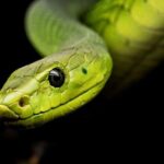 ¿Qué simboliza la serpiente en la Biblia?