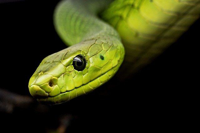 ¿Qué simboliza la serpiente en la Biblia? - 3 - diciembre 20, 2021
