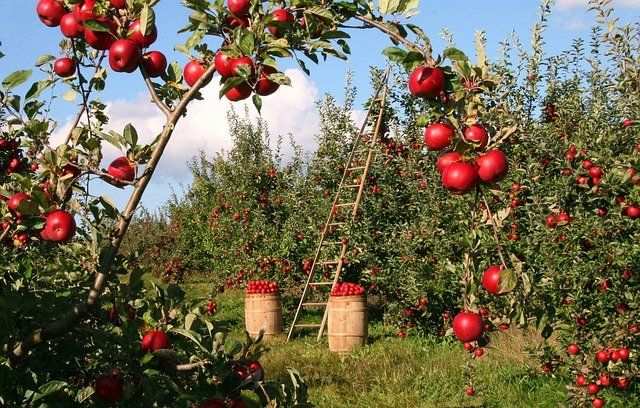 ¿Qué se hace con las manzanas antes de que se estropeen? - 29 - diciembre 11, 2021
