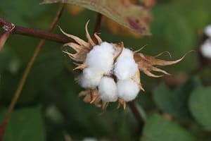 Precio de algodón - en 2022 - 71 - julio 23, 2022