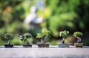 Precio de árboles de bonsai - en 2022 - 3 - julio 18, 2022