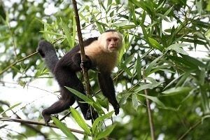 Precio de Mono Capuchin - en 2022 - 9 - julio 18, 2022