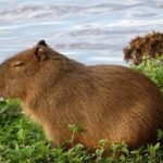 ¿Qué Precio tiene un Capybara?