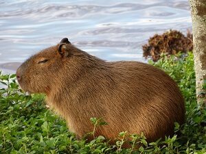 ¿Qué Precio tiene un Capybara? - 3 - noviembre 4, 2022