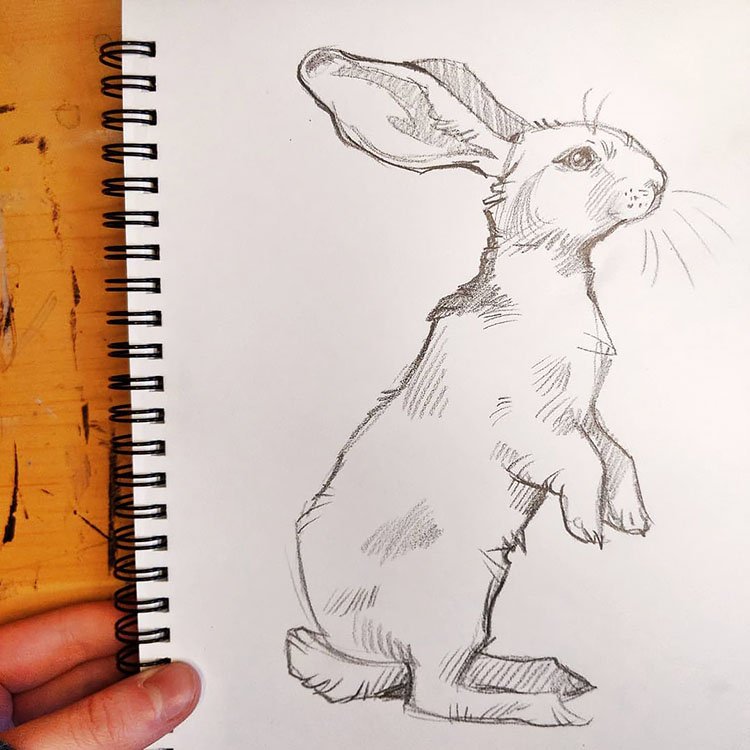 24 Ideas lindas de boceto de animales para principiantes - 43 - julio 4, 2022