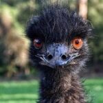 Precio de Pájaros de Emu - en 2022