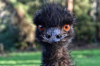 Precio de Pájaros de Emu - en 2022 - 3 - julio 15, 2022