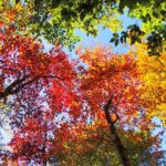 Fotografía de otoño: cómo disparar follaje y retratos de otoño en iPhone