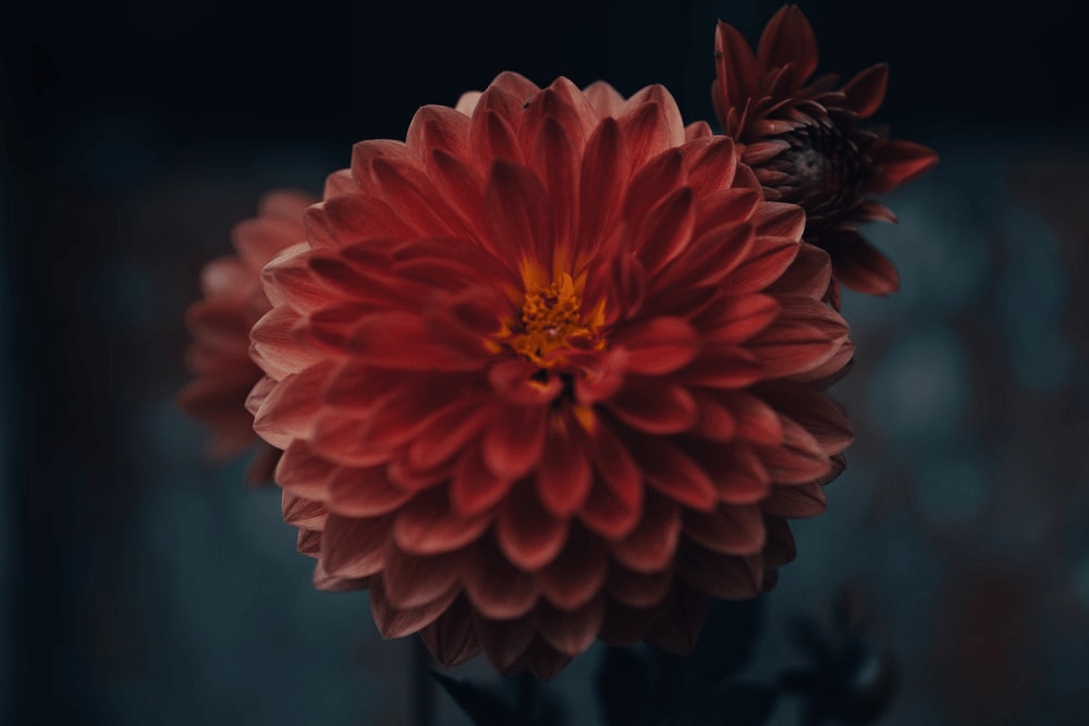 El arte de la fotografía de flores: 15 consejos para obtener más resultados artísticos - 25 - junio 24, 2022