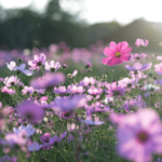 El arte de la fotografía de flores: 15 consejos para obtener más resultados artísticos