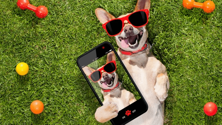 Fotografía de mascotas en iPhone: Cómo tomar las fotos de mascotas más lindas - 3 - junio 25, 2022