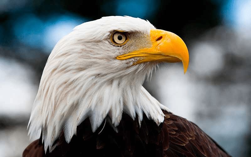 Precio de águila calva en 2022 - 1 - junio 29, 2022