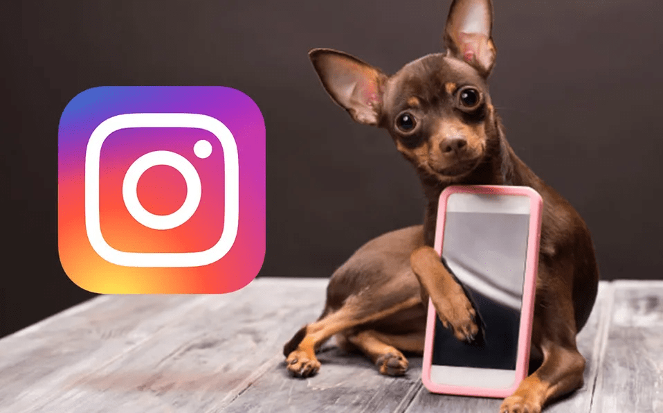 Subtítulos para perros para Instagram (2022) Divertido, lindo, cumpleaños - 3 - junio 30, 2022