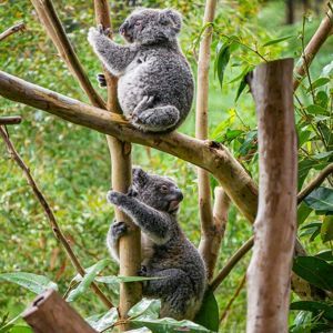 Precio de Koala Oso - en 2022 - 3 - julio 15, 2022
