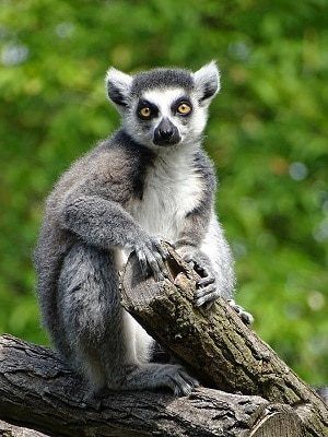 Precio de Lemur - en 2022 - 13 - julio 15, 2022
