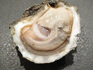 El Precio de las ostras - en 2022 - 59 - julio 11, 2022