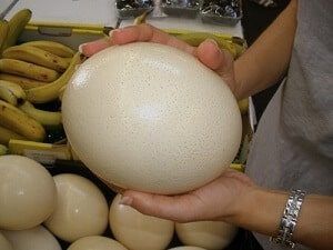 Precio de Huevo de Avestruz - en 2022 - 59 - julio 15, 2022