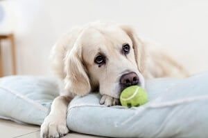 Precio de eliminación de tumores de perros - en 2022 - 7 - julio 14, 2022