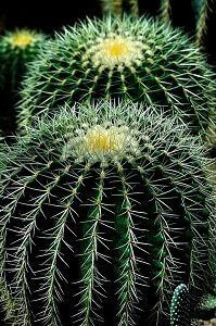 El Precio de un cactus - en 2022 - 17 - julio 12, 2022