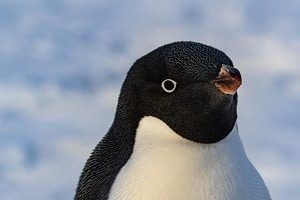 Precio de Pingüino - en 2022 - 7 - julio 15, 2022