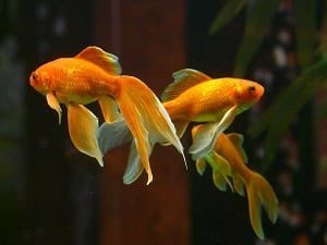 El Precio de los peces dorados - en 2022 - 3 - julio 12, 2022