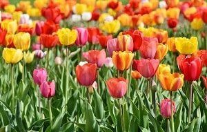 El Precio de los tulipanes en 2022 - 13 - julio 8, 2022