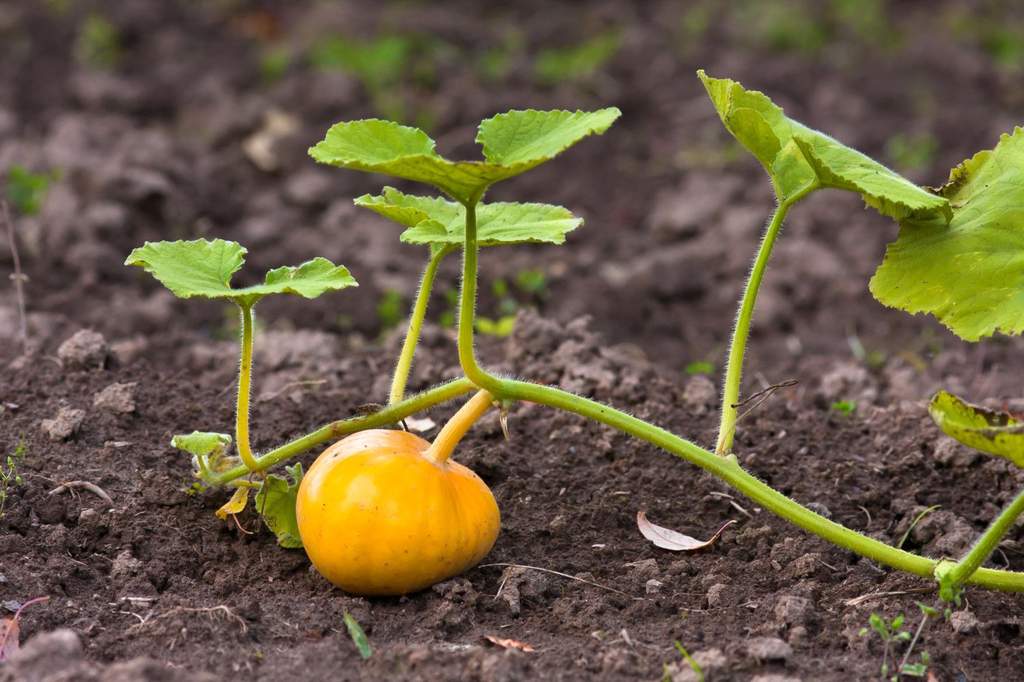 Consejos para cultivar plantas saludables de calabaza - 7 - noviembre 4, 2022