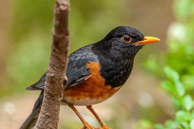 32 Hermosos pájaros con picos de naranja (fotos y hechos) - 17 - octubre 29, 2022