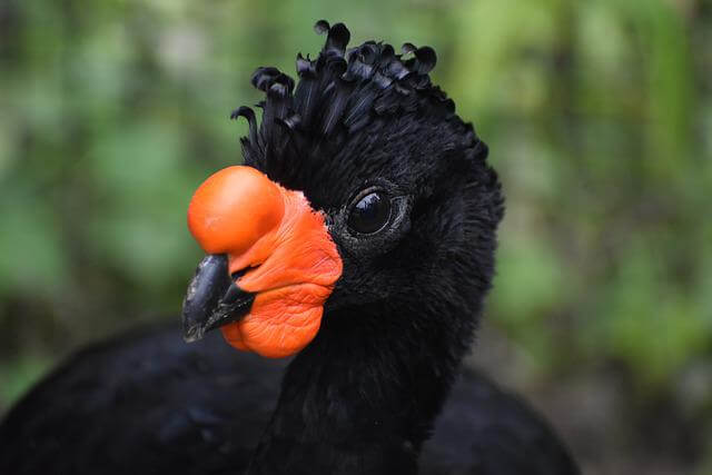 32 Hermosos pájaros con picos de naranja (fotos y hechos) - 23 - octubre 29, 2022