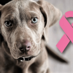 Precio de eliminación de tumores de perros - en 2022