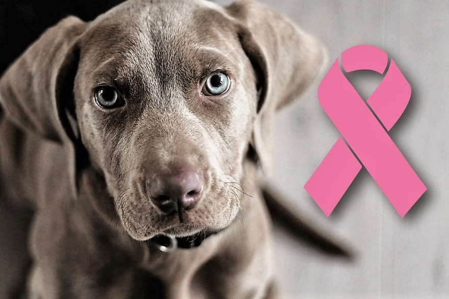 Precio de eliminación de tumores de perros - en 2022