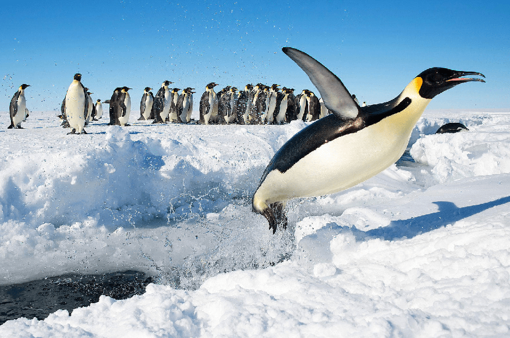 Precio de Pingüino - en 2022 - 3 - julio 15, 2022