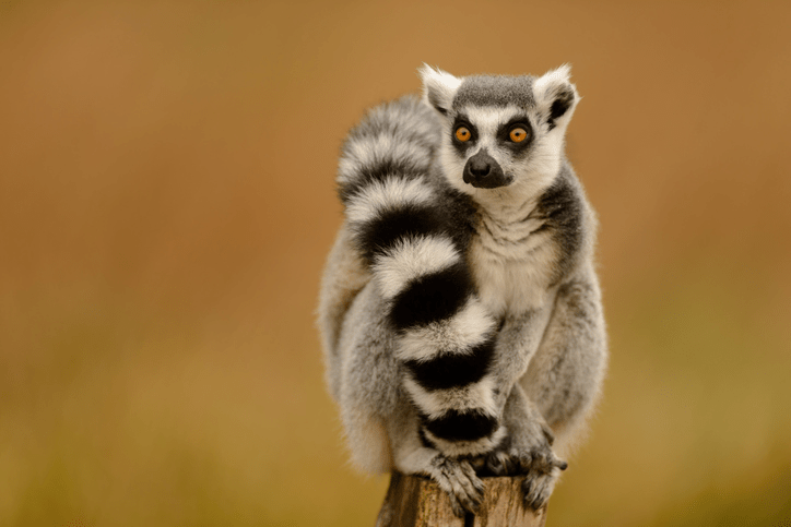Precio de Lemur - en 2022 - 5 - julio 15, 2022