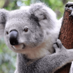 Precio de Koala Oso - en 2022
