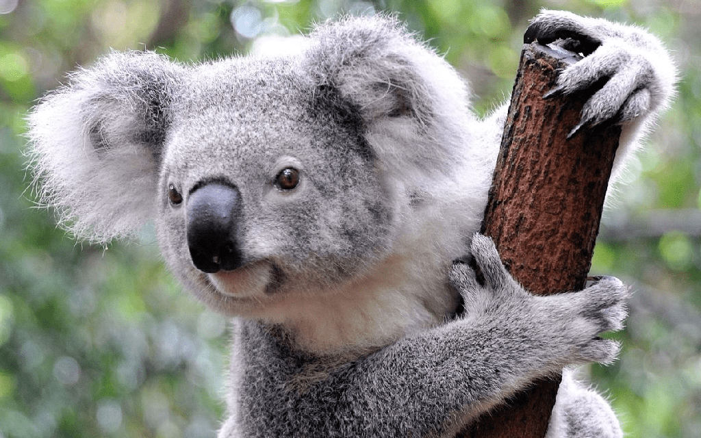Precio de Koala Oso - en 2022 - 9 - julio 15, 2022