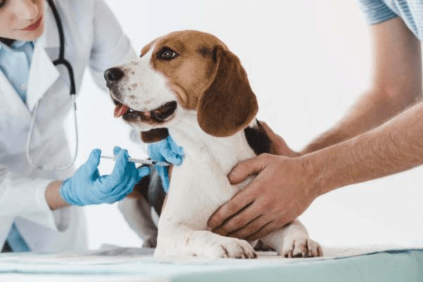 Precio de cirugía de eliminación de perros - en 2022 - 1 - julio 18, 2022