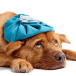 Precio de vacuna contra la influenza canina - en 2022