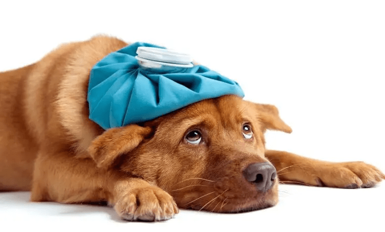 Precio de vacuna contra la influenza canina - en 2022 - 29 - julio 18, 2022