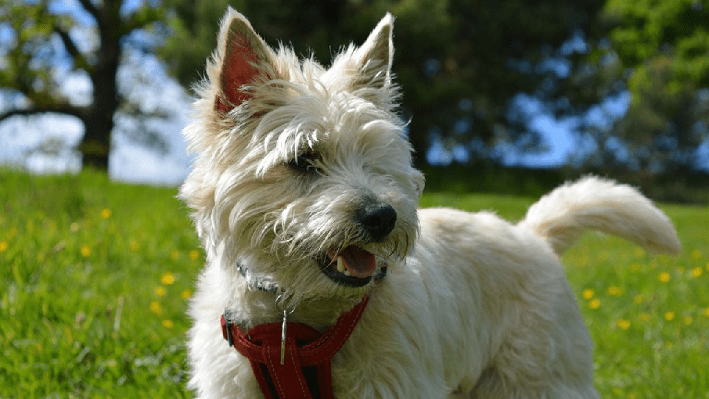 Precio de Cairn Terriers - en 2022 - 5 - julio 18, 2022