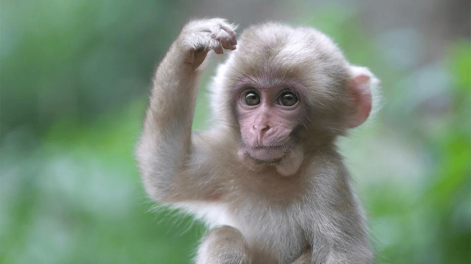 Precio de Mono Capuchin - en 2022 - 7 - julio 18, 2022