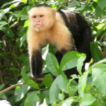 Precio de Mono Capuchin - en 2022
