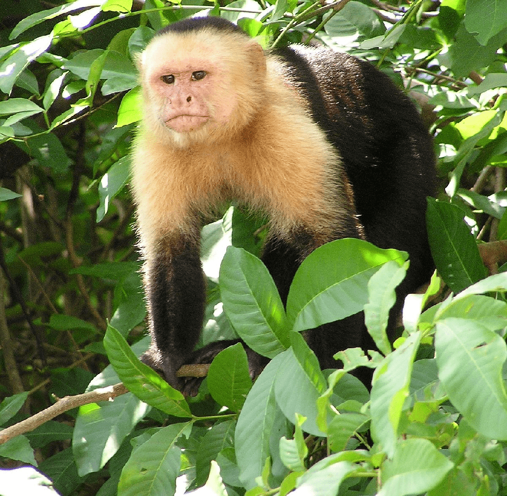 Precio de Mono Capuchin - en 2022 - 3 - julio 18, 2022