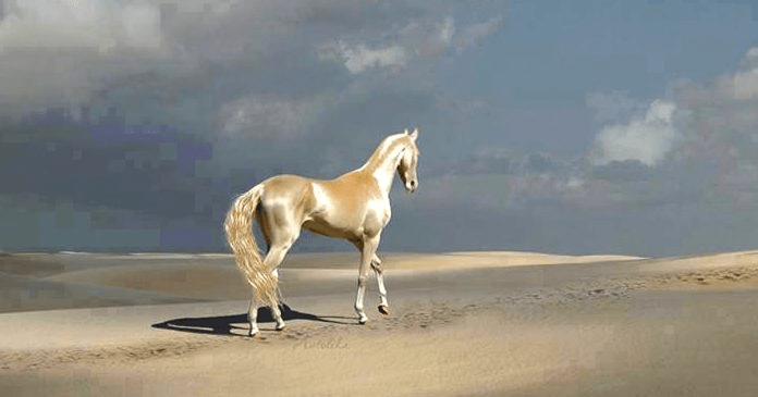 Precio de caballo de Akhal -Teke - 3 - julio 18, 2022