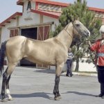 Precio de caballo de Akhal -Teke - en 2022
